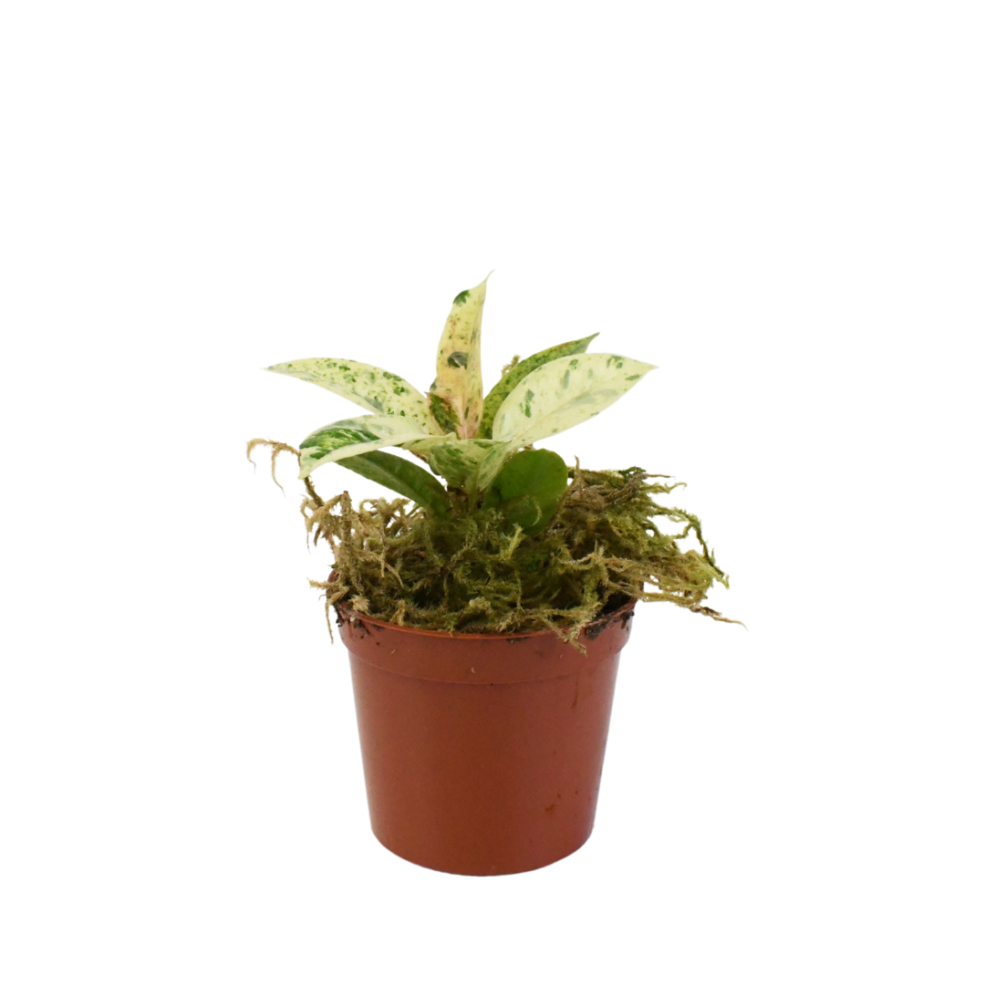 2.5" Rubber Plant Shivereana Moonshine image 0