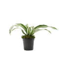 4" Dracaena Jade Jewel image 0