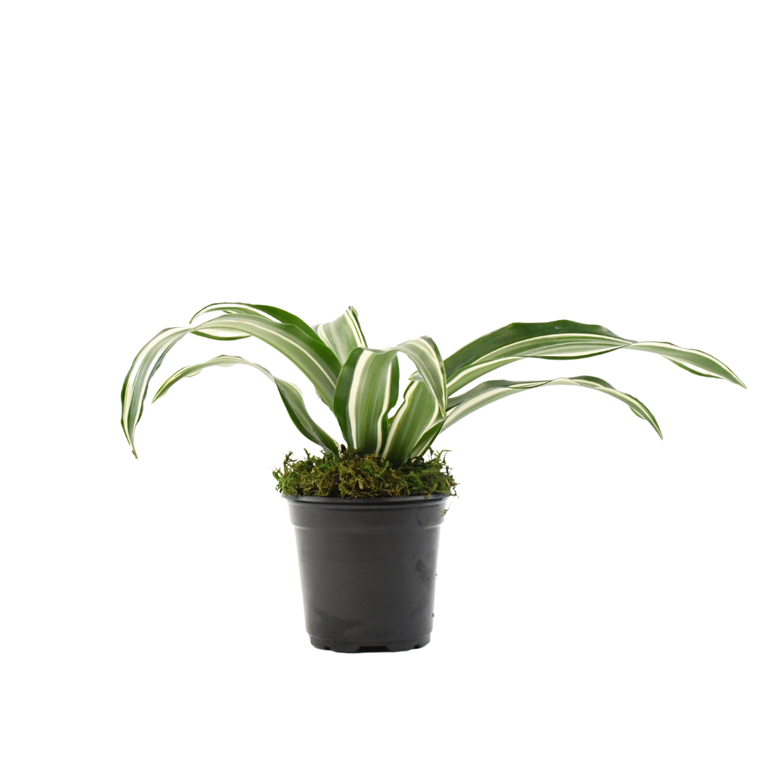 4" Dracaena Jade Jewel image 0