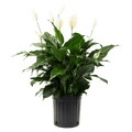 10" Peace Lily image 0