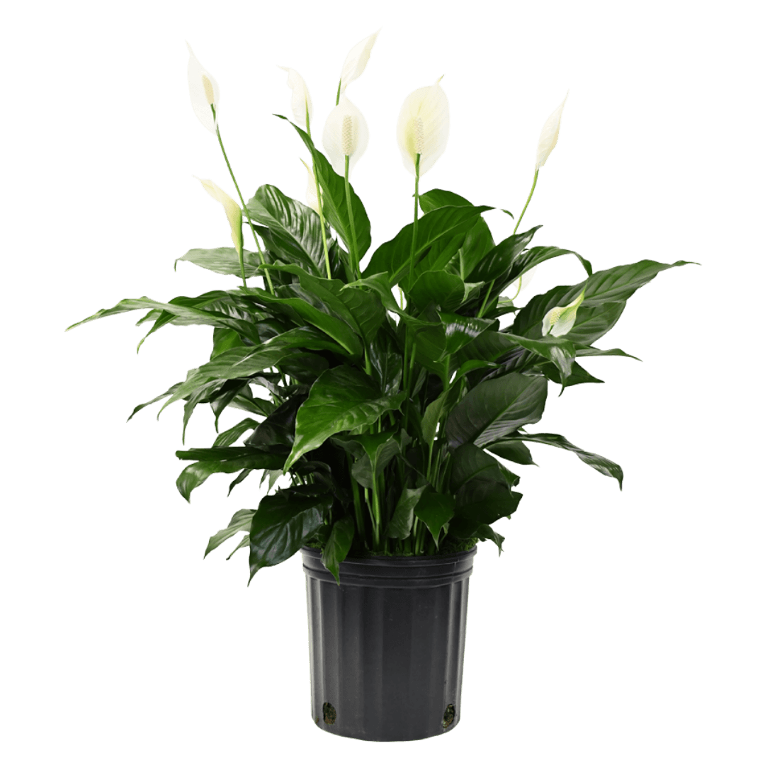 10" Peace Lily image 0
