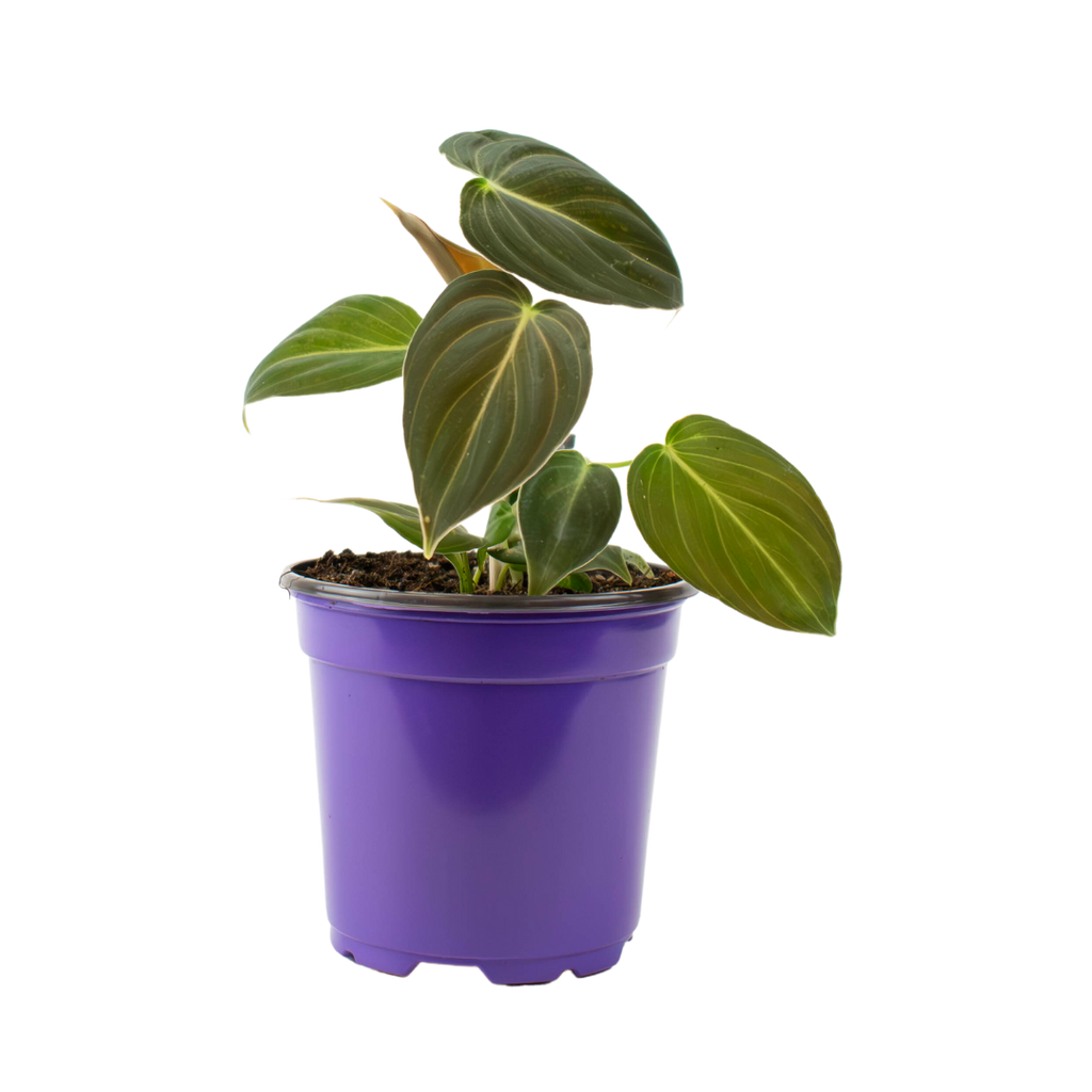 4" Philodendron Black Gold Melanochrysum image 1