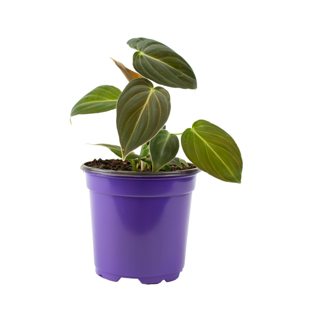 4" Philodendron Black Gold Melanochrysum image 1