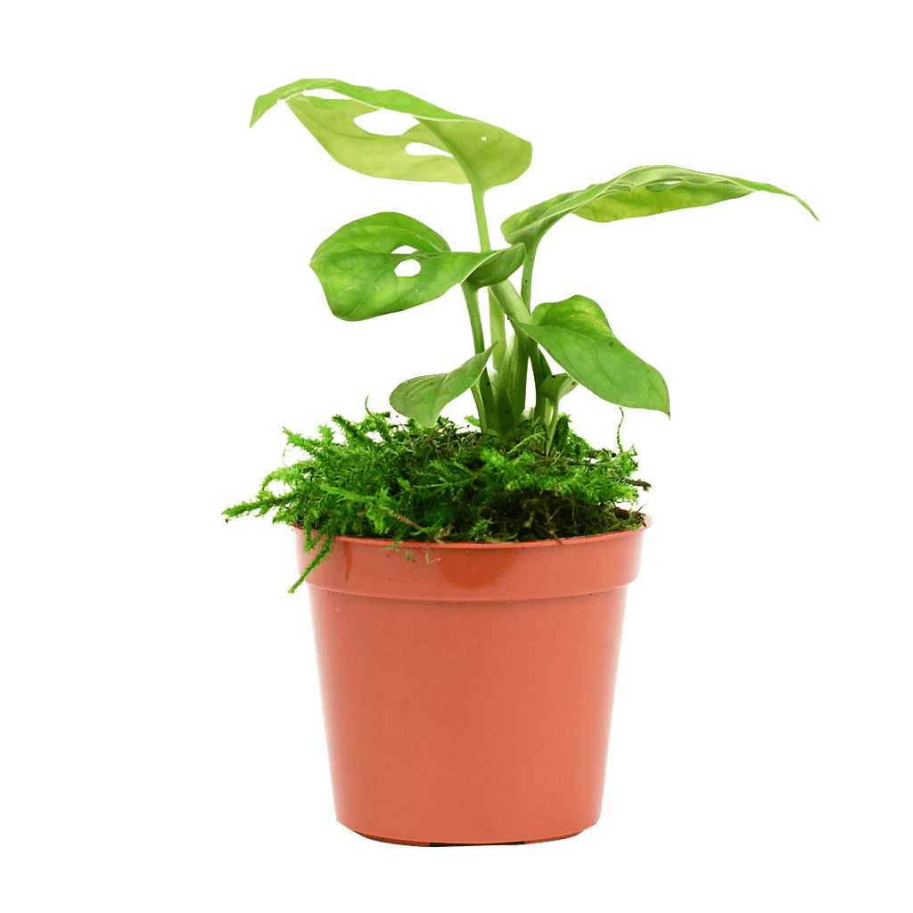2.5" Monstera Adansonii - Swiss Cheese image 0