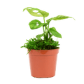2.5" Monstera Adansonii - Swiss Cheese image 0
