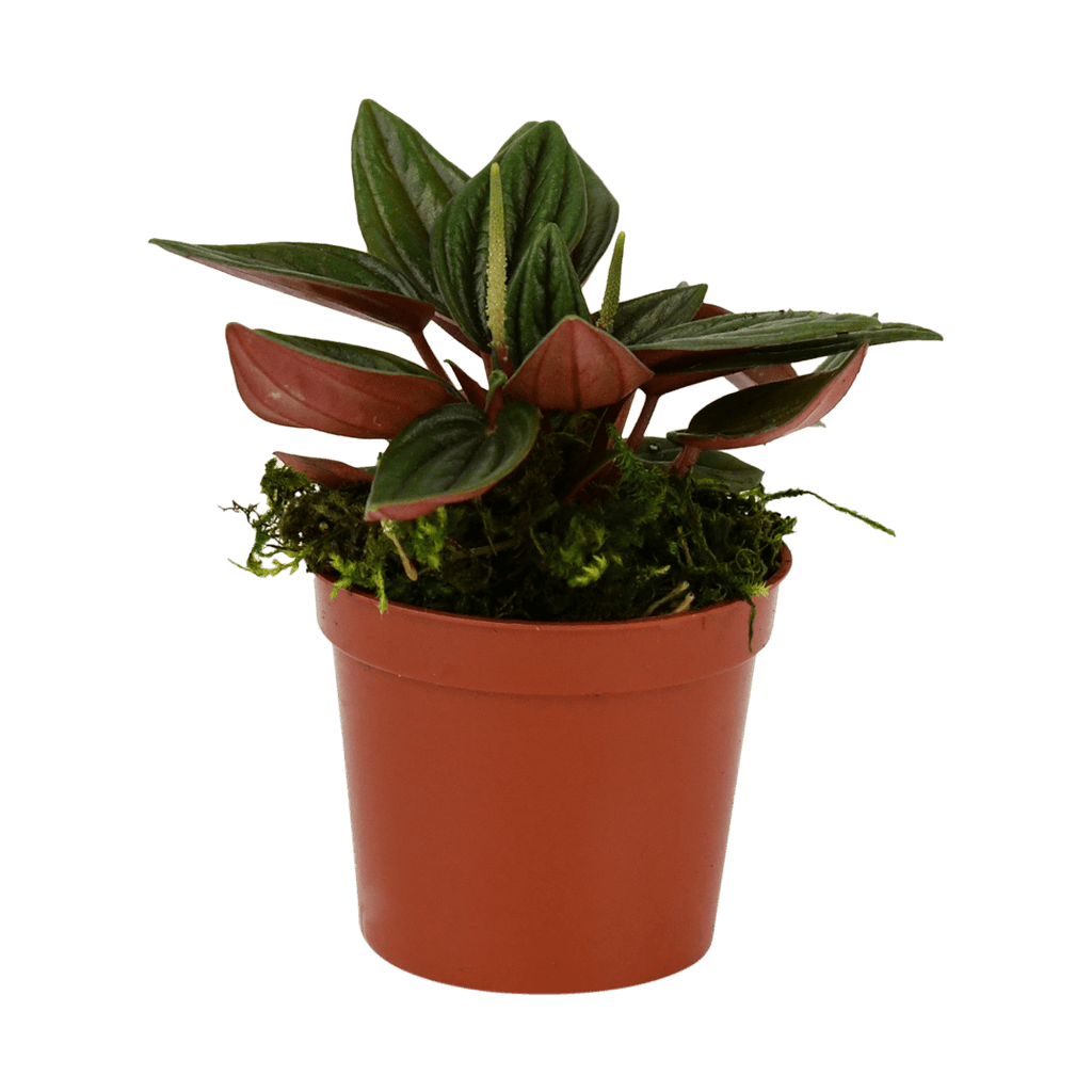 2.5" Peperomia, Rosso image 1