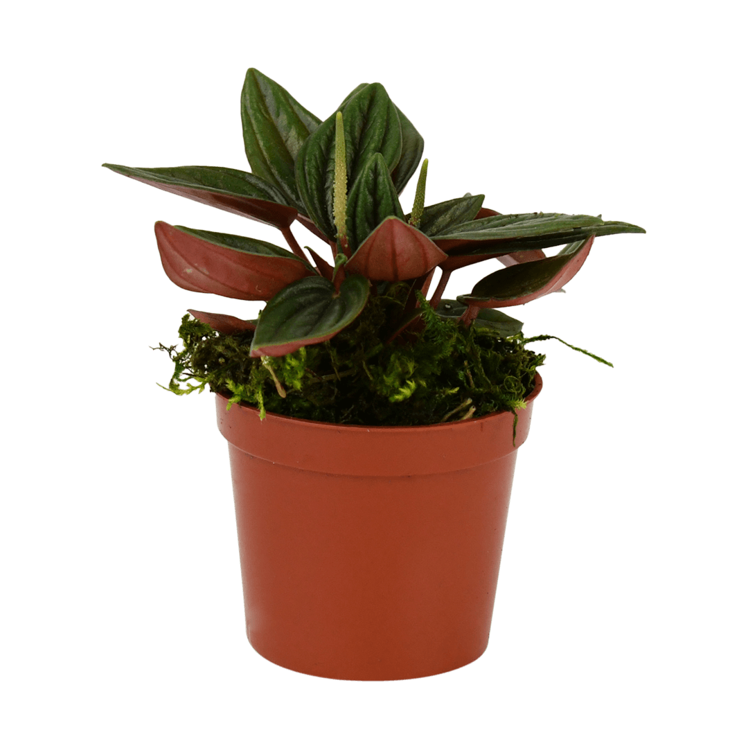 2.5" Peperomia, Rosso image 1