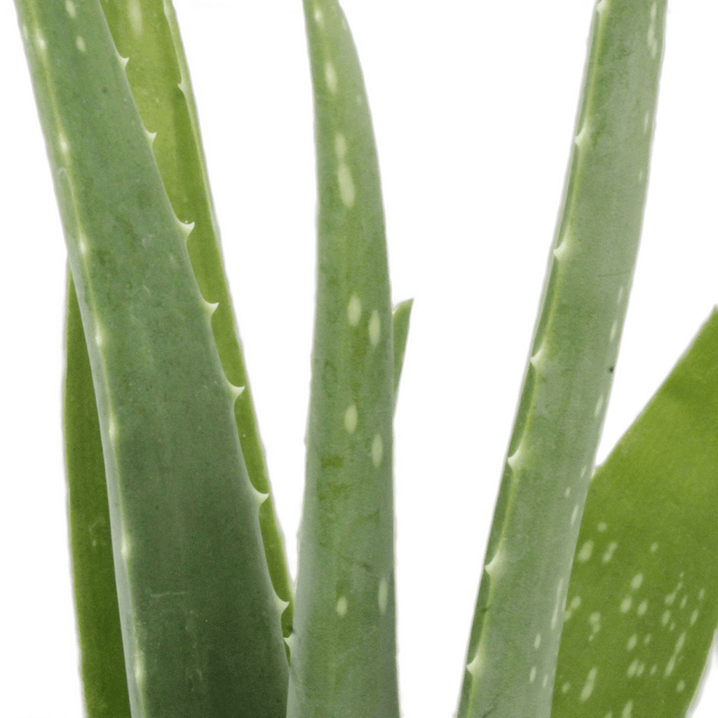 2.5" Aloe Vera image 1