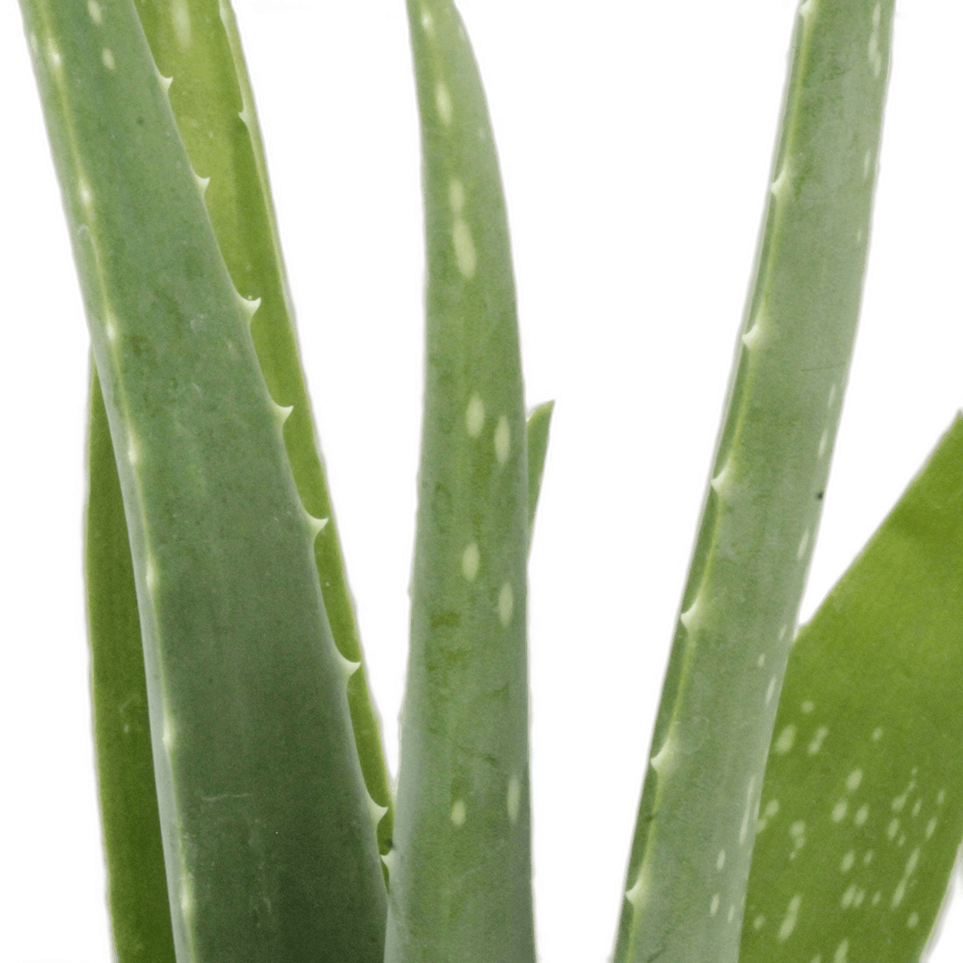 2.5" Aloe Vera image 1