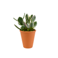 2.5" Jade Variegated image 0