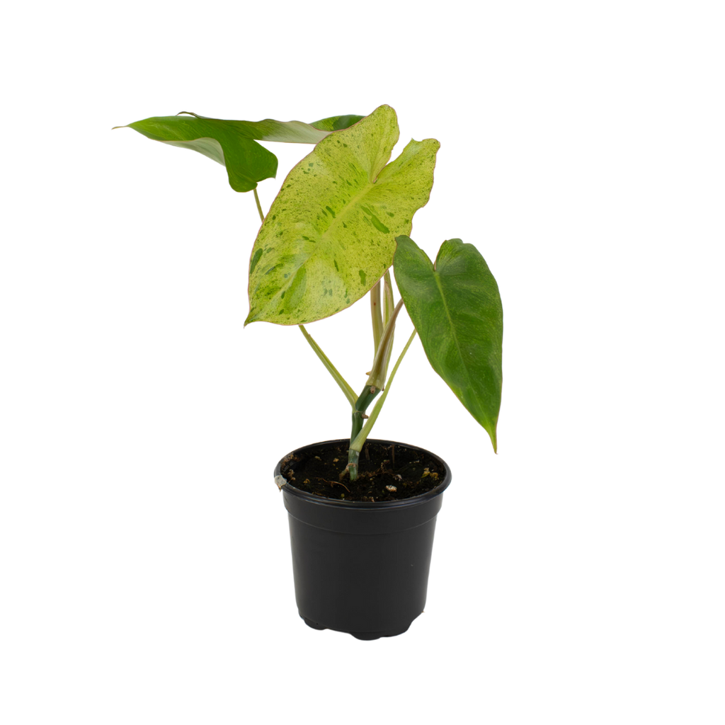 4" Philodendron Paraiso Verde image 1