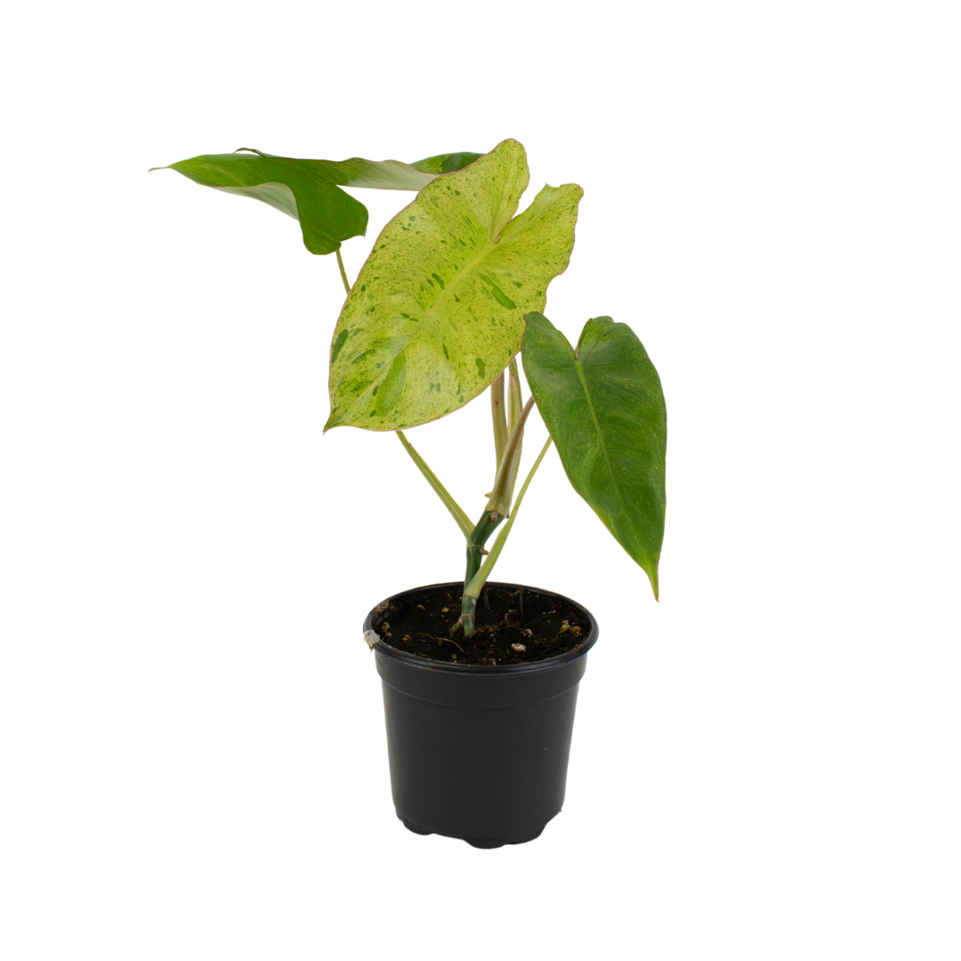 4" Philodendron Paraiso Verde image 1