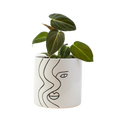 4" Philodendron Black Gold Melanochrysum image 0