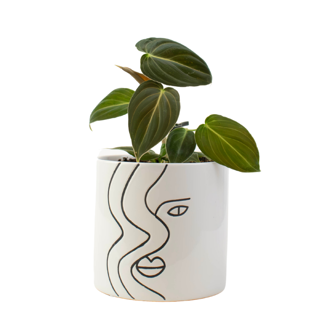 4" Philodendron Black Gold Melanochrysum image 0