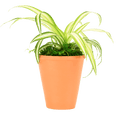 2.5" Spider Plant image 0