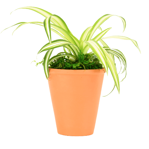 2.5" Spider Plant image 0